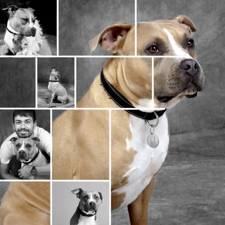 shooting chien au studio Focus 49 à Beaupréau